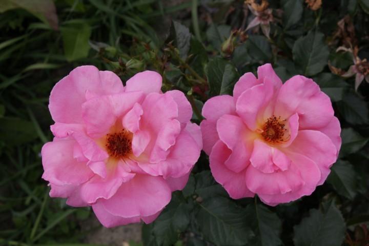 Photo of Rose (Rosa 'Shot Silk') uploaded by Calif_Sue