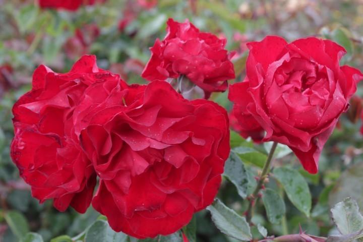 Photo of Large-Flowered Climbing Rose (Rosa 'Dublin Bay') uploaded by Calif_Sue