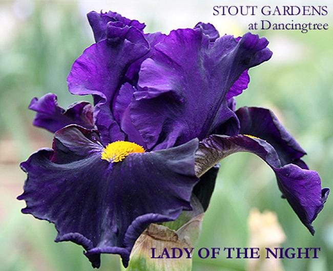 Photo of Border Bearded Iris (Iris 'Lady of the Night') uploaded by Calif_Sue