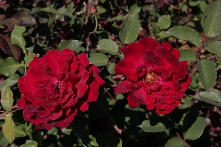 Photo of Rose (Rosa 'Guinee') uploaded by Calif_Sue