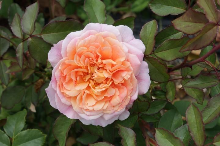 Photo of Rose (Rosa 'Papi Delbard') uploaded by Calif_Sue