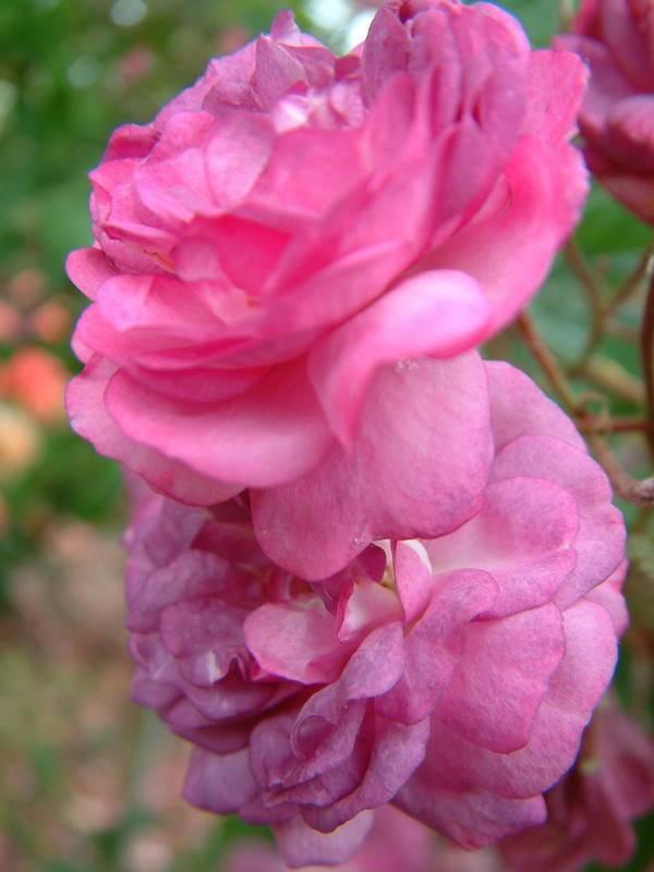 Photo of Rose (Rosa 'Rose-Marie Viaud') uploaded by Calif_Sue