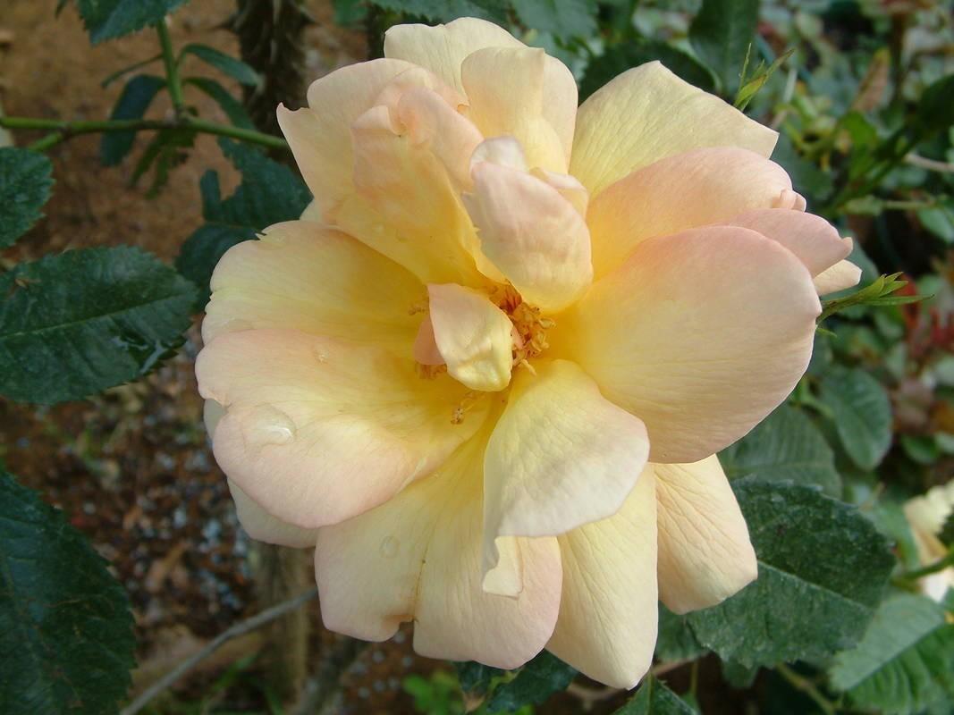 Photo of Rose (Rosa 'Sutter's Gold') uploaded by Calif_Sue