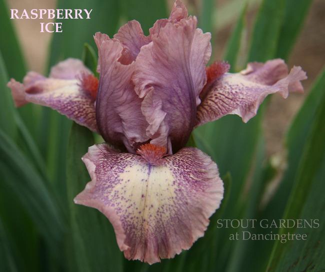 Photo of Standard Dwarf Bearded Iris (Iris 'Raspberry Ice') uploaded by Calif_Sue