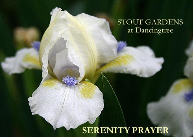 Photo of Standard Dwarf Bearded Iris (Iris 'Serenity Prayer') uploaded by Calif_Sue