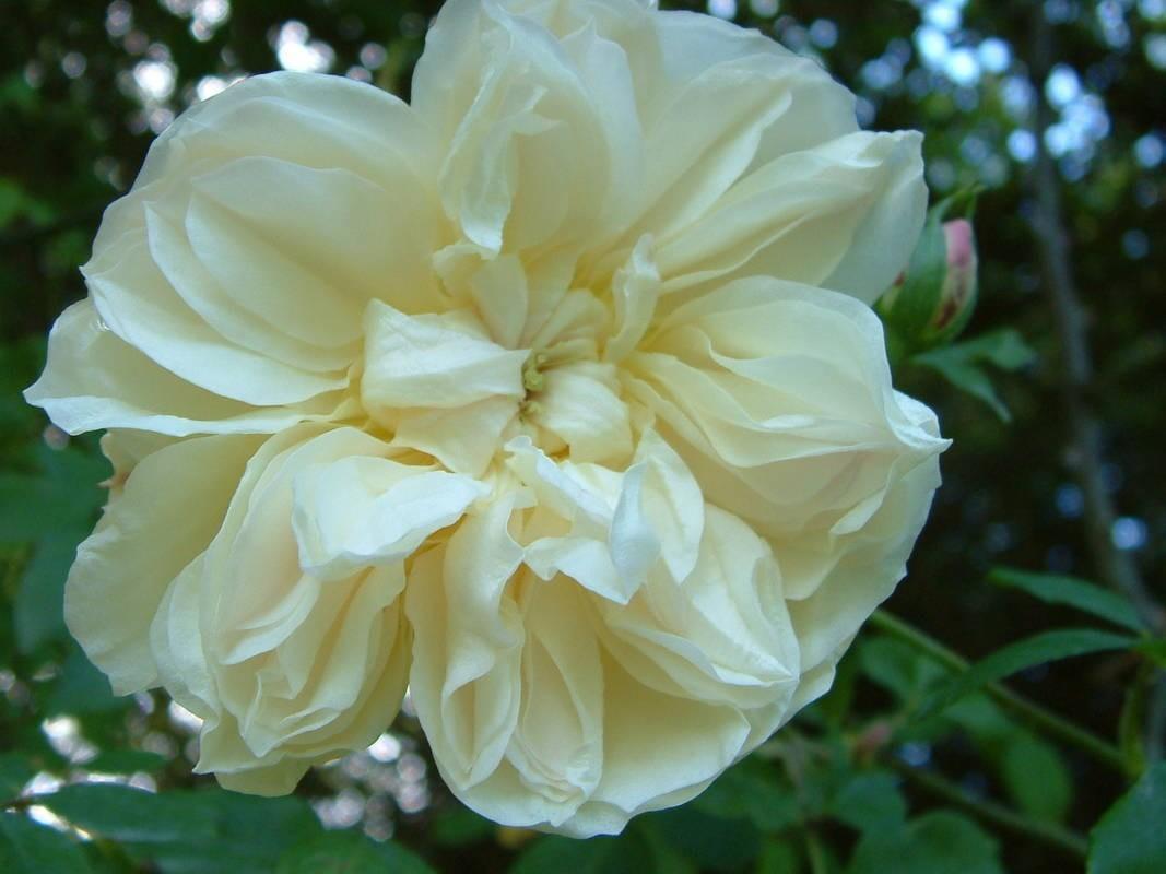 Photo of Rose (Rosa 'Lamarque') uploaded by Calif_Sue