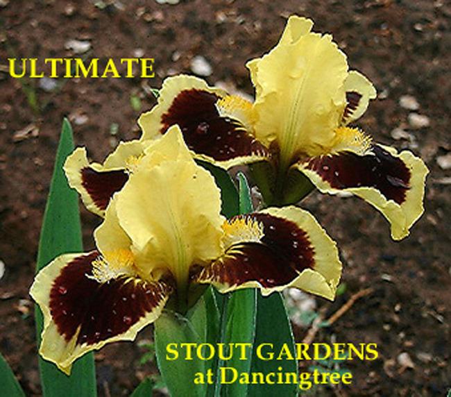 Photo of Standard Dwarf Bearded Iris (Iris 'Ultimate') uploaded by Calif_Sue