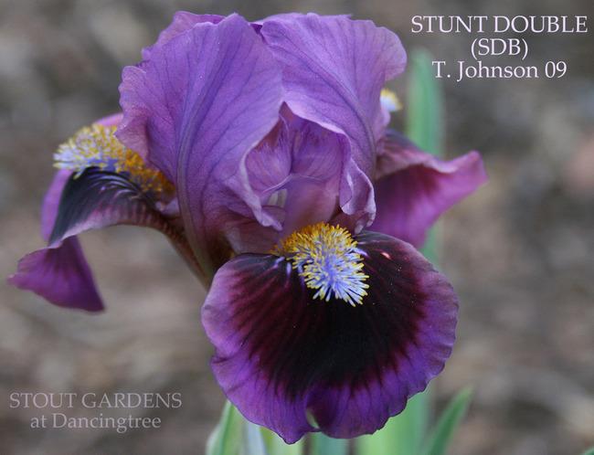 Photo of Standard Dwarf Bearded Iris (Iris 'Stunt Double') uploaded by Calif_Sue