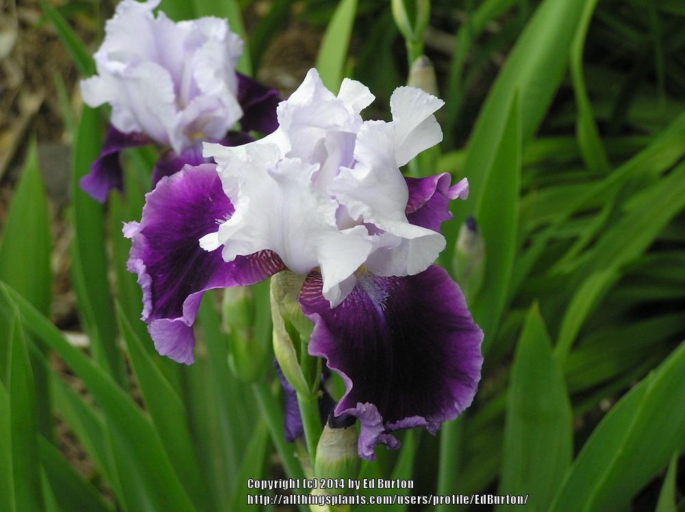 Photo of Tall Bearded Iris (Iris 'Gay Parasol') uploaded by EdBurton