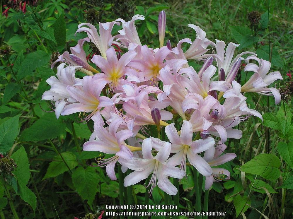 Photo of Surprise Lily (Lycoris squamigera) uploaded by EdBurton