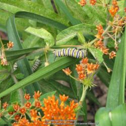 Location: Ed Burton, NE Wisconsin
Date: 2009-07-18
Monarch butterfly caterpillars on butterfly weed