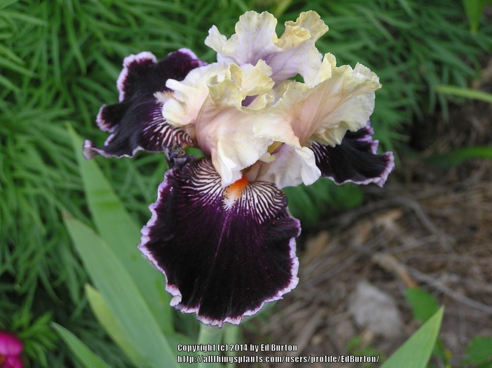 Photo of Tall Bearded Iris (Iris 'Liaison') uploaded by EdBurton