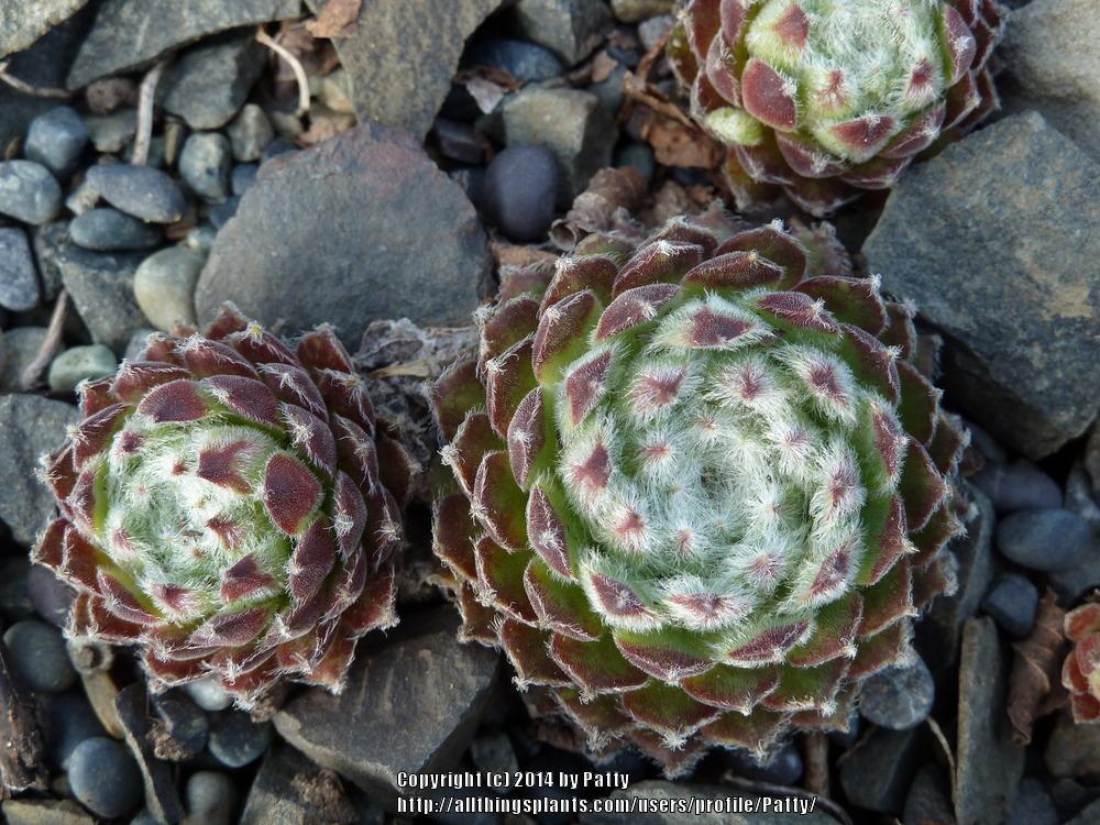 Photo of Hen and Chicks (Sempervivum 'Shirley's Joy') uploaded by Patty