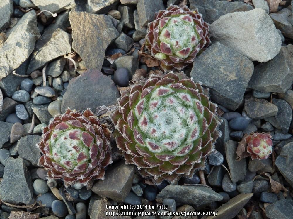 Photo of Hen and Chicks (Sempervivum 'Shirley's Joy') uploaded by Patty
