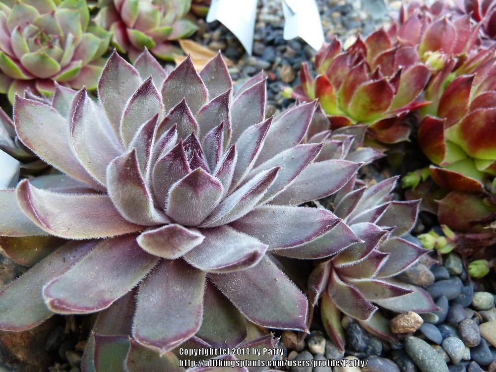 Photo of Hen and Chicks (Sempervivum 'Oley') uploaded by Patty