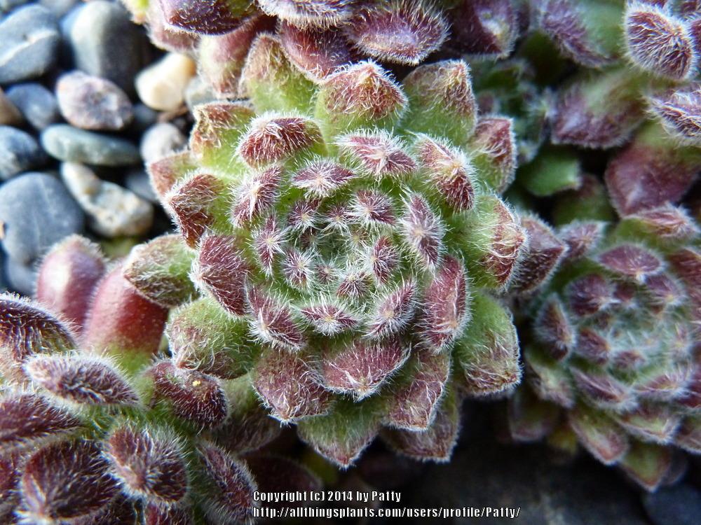 Photo of Hen and Chicks (Sempervivum 'Pacific Plum Fuzzy') uploaded by Patty
