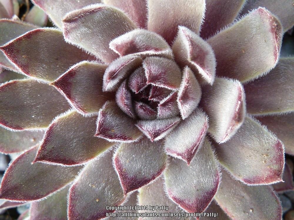 Photo of Hen and Chicks (Sempervivum 'Oley') uploaded by Patty