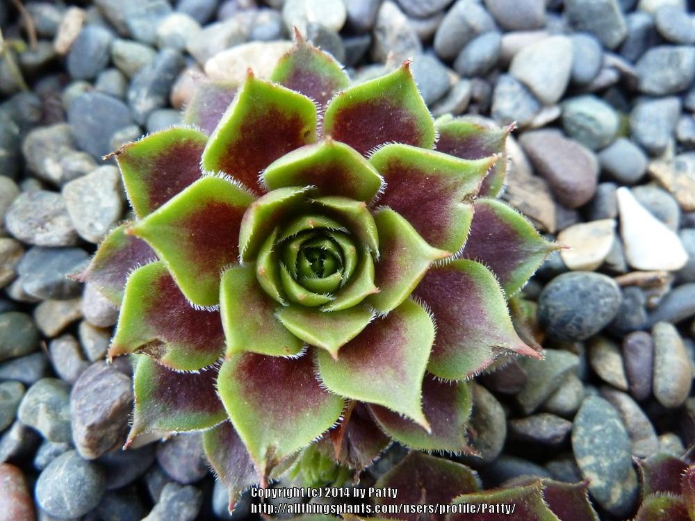 Photo of Hen and Chicks (Sempervivum 'Mars') uploaded by Patty
