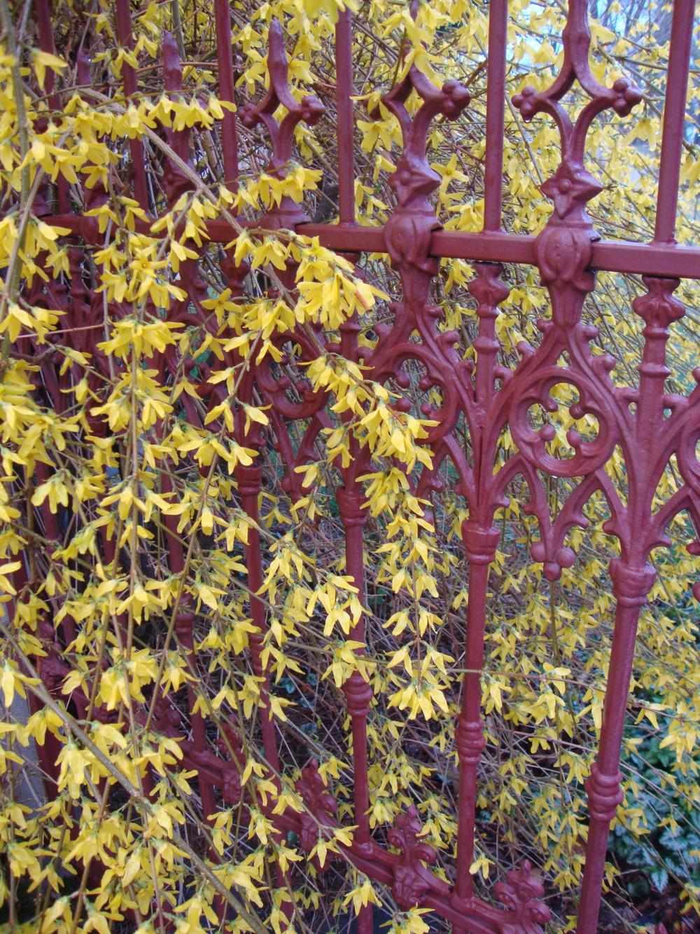 Photo of Weeping Forsythia (Forsythia suspensa) uploaded by Paul2032