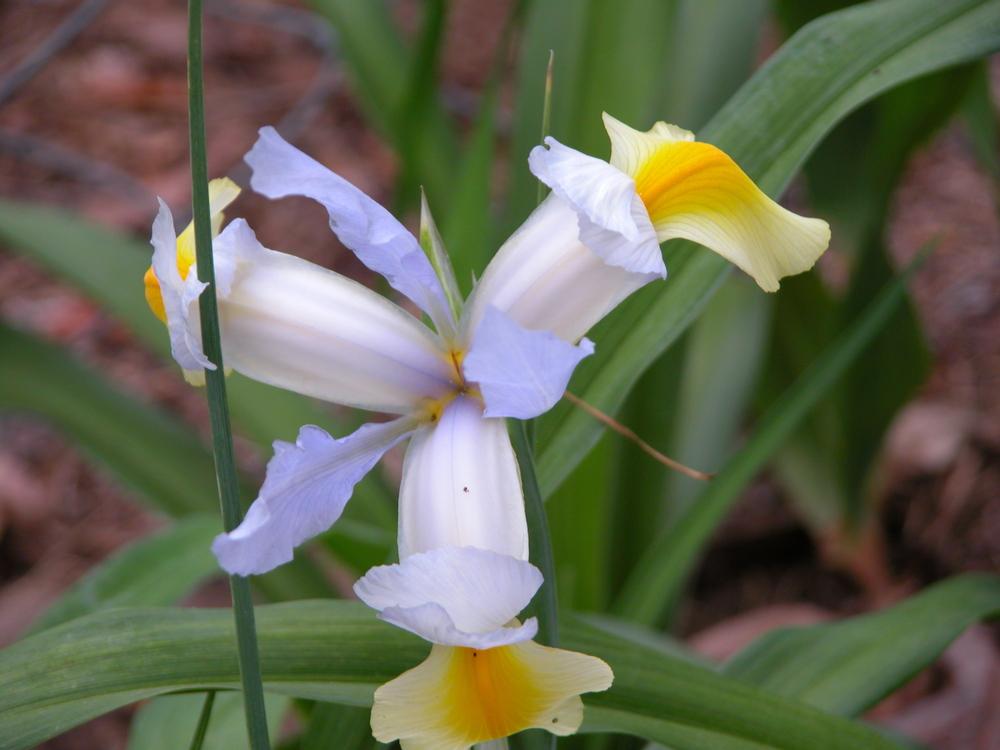 Photo of Irises (Iris) uploaded by Seedfork