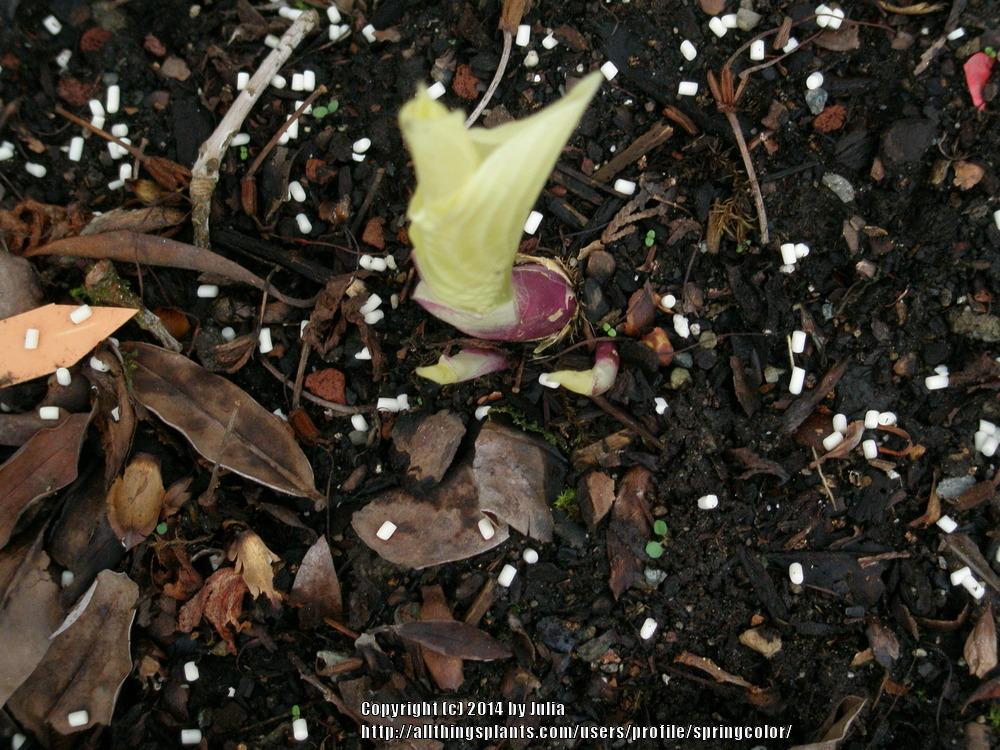 Photo of Hosta 'White Feather' uploaded by springcolor