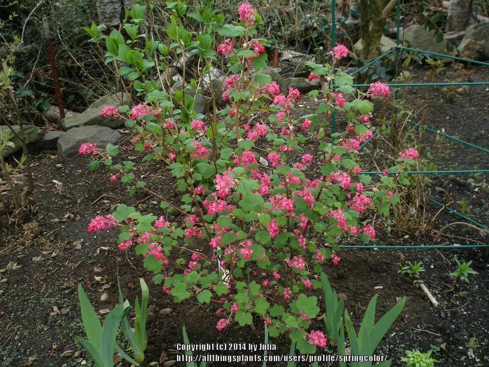 Photo of Redflower Currant (Ribes sanguineum 'King Edward VII') uploaded by springcolor