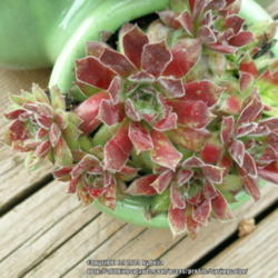 Location: Western Washington
Date: 2014-04-04
This sempervivum has a nice red coloration in spring.