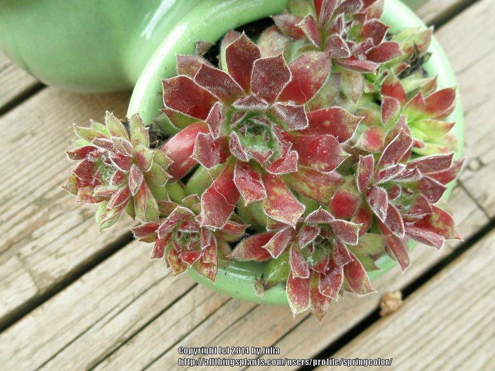Photo of Hen and Chicks (Sempervivum 'Poetic') uploaded by springcolor