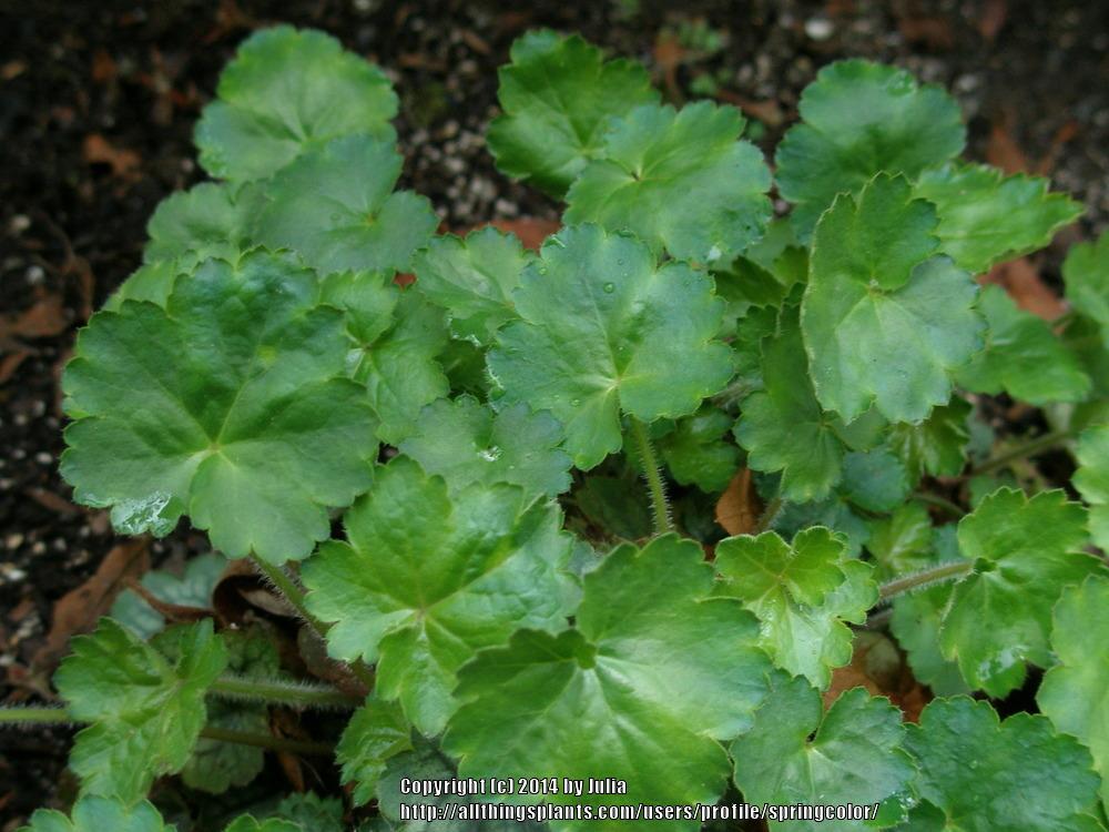 Photo of Coral Bells (Heuchera Little Cuties™ Peppermint) uploaded by springcolor