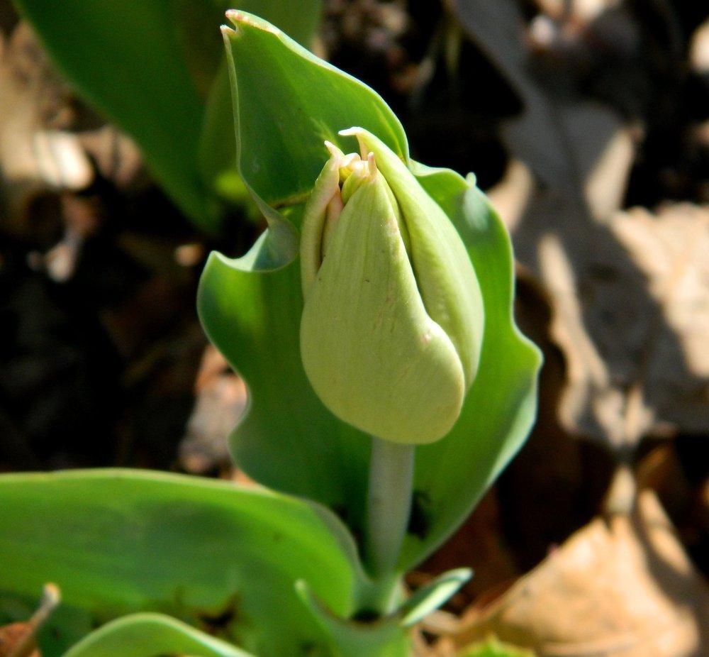 Photo of Single Early Tulip (Tulipa 'Apricot Beauty') uploaded by wildflowers