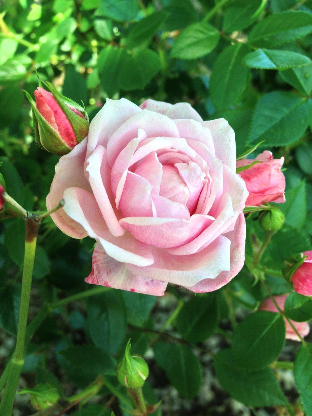 Photo of Rose (Rosa 'Jeanne Lajoie') uploaded by HamiltonSquare