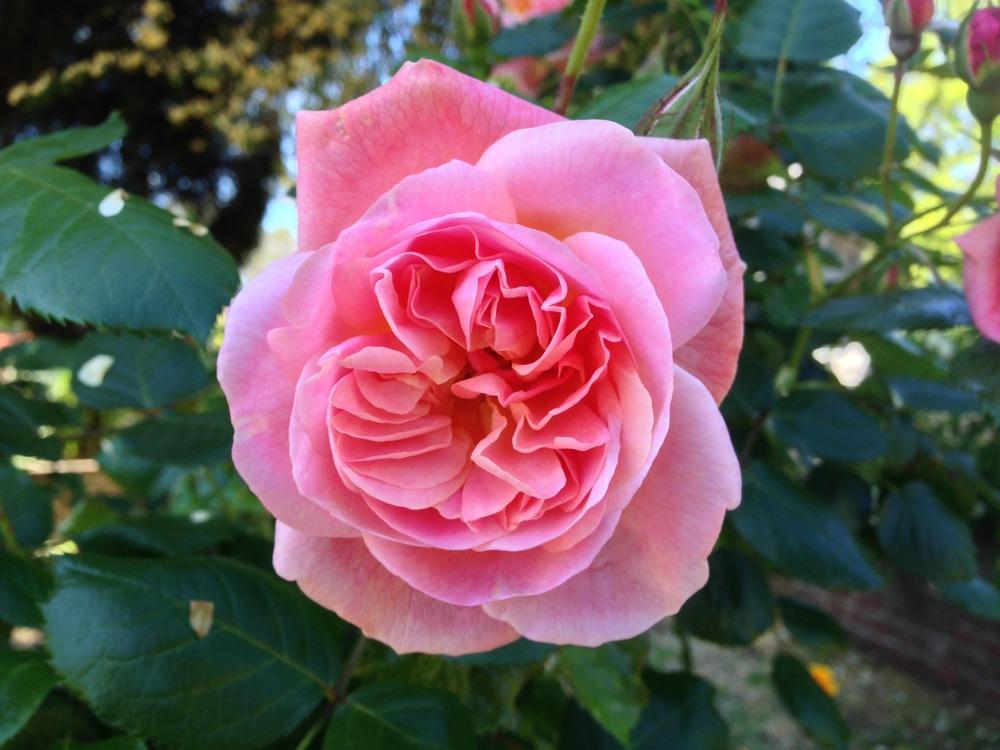 Photo of Rose (Rosa 'Tipsy Imperial Concubine') uploaded by HamiltonSquare