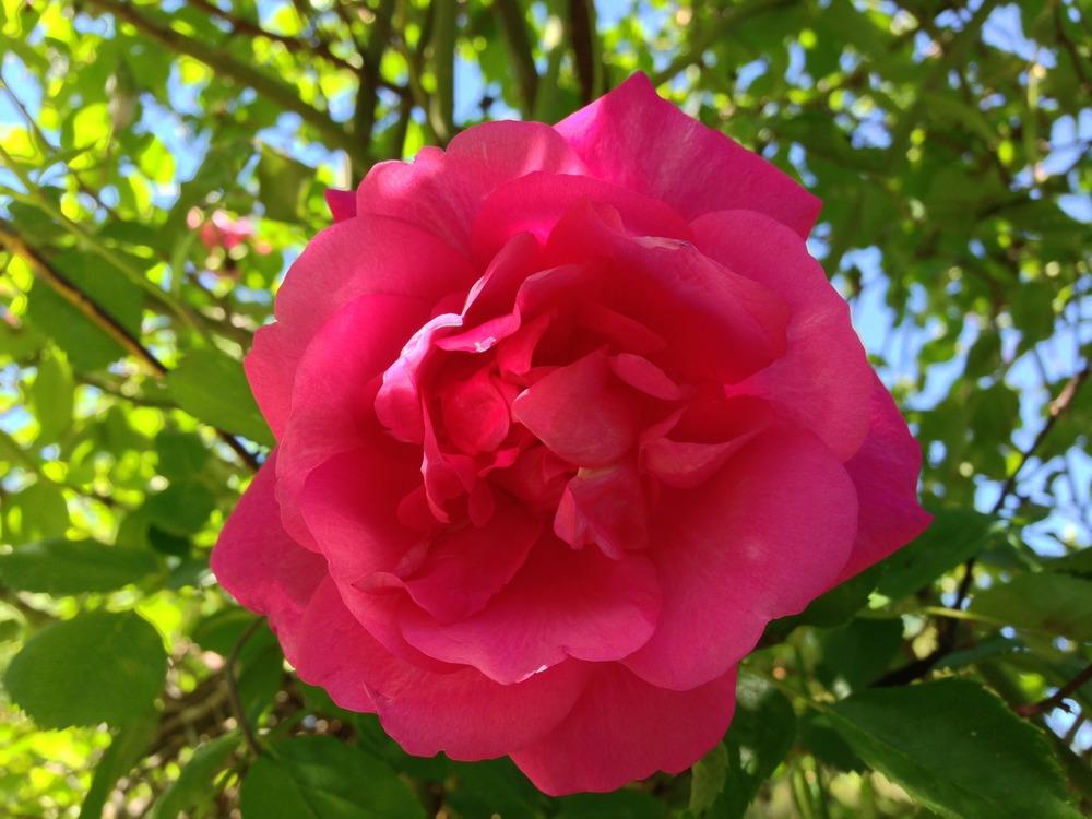 Photo of Rose (Rosa 'American Beauty, Cl.') uploaded by HamiltonSquare