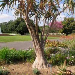 Location: Los Angeles Arboretum, Arcadia, California
Date: 2014-04-05
