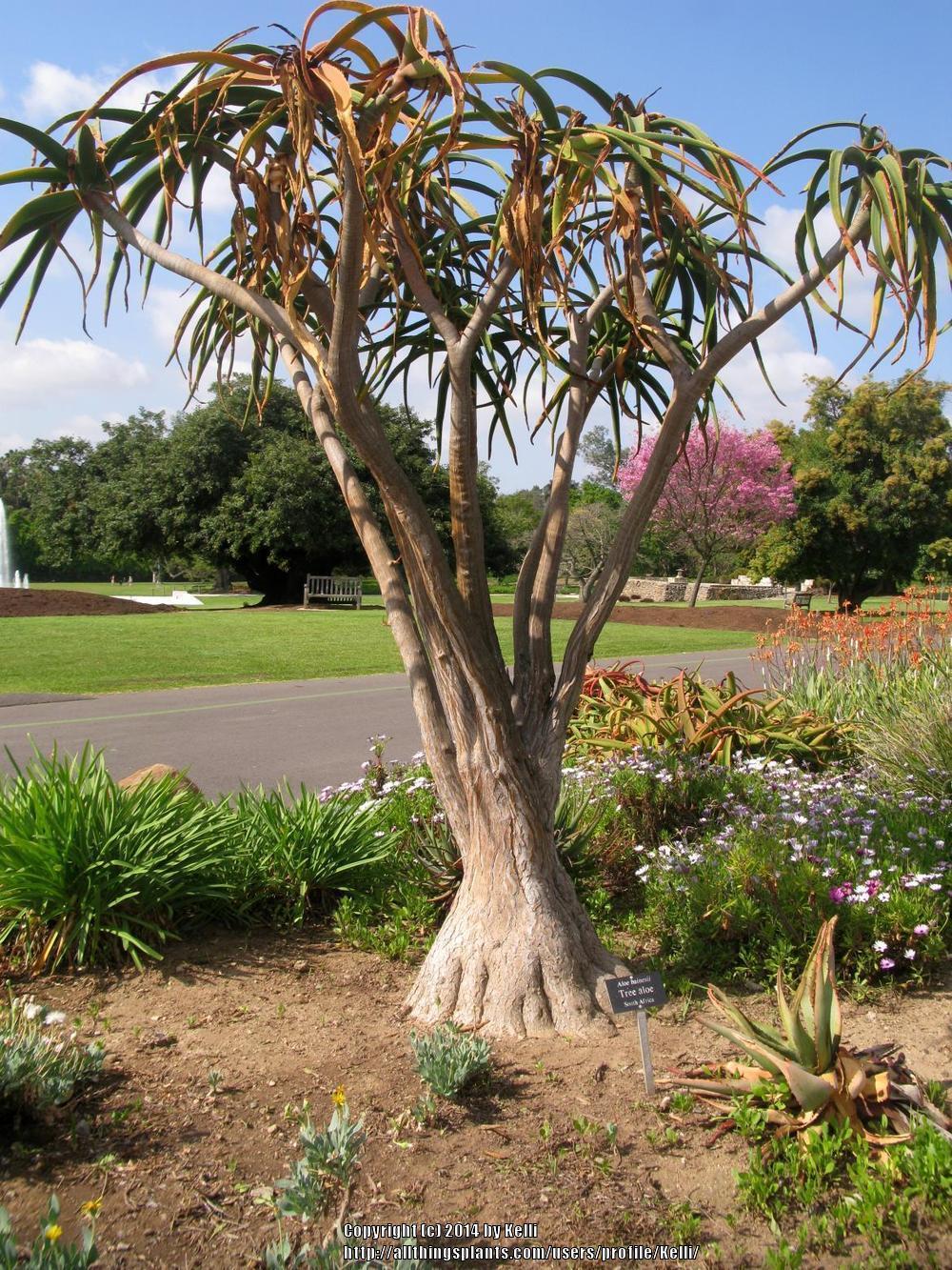 Photo of Giant Tree Aloe (Aloidendron barberae) uploaded by Kelli