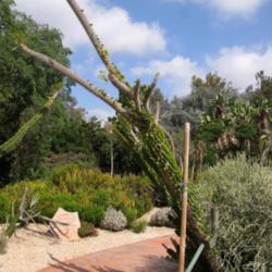 Location: Los Angeles Arboretum, Arcadia, California
Date: 2014-04-05