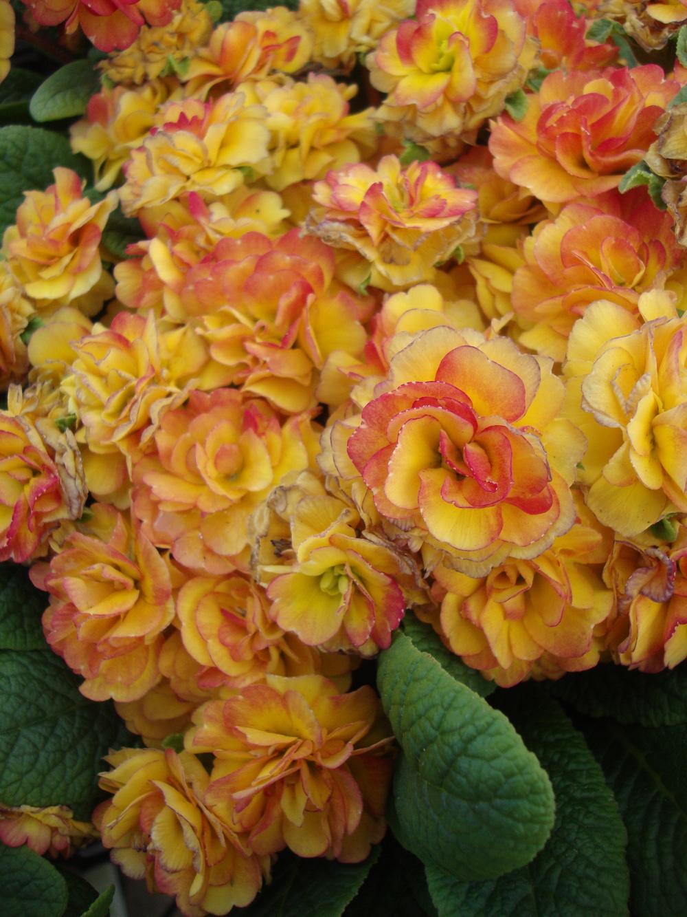 Photo of English Primrose (Primula vulgaris Belarina® Rosette Nectarine) uploaded by Paul2032