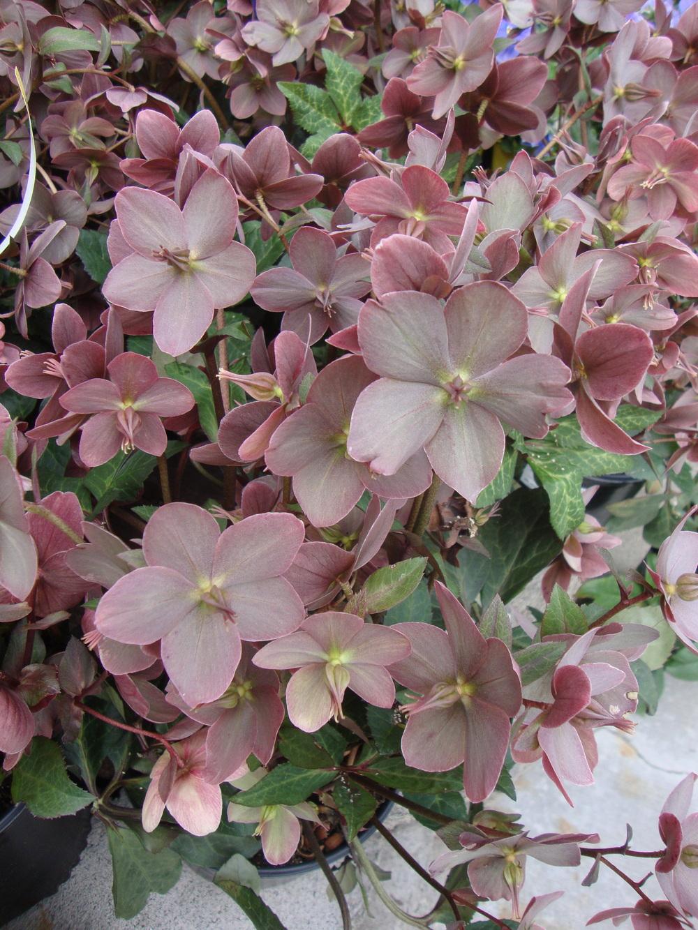 Photo of Hellebore (Helleborus Gold Collection® Merlin) uploaded by Paul2032
