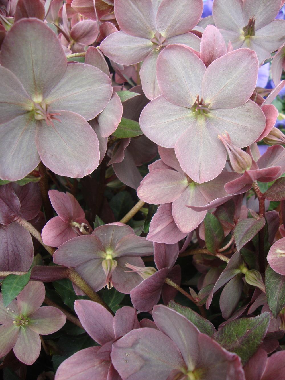 Photo of Hellebore (Helleborus Gold Collection® Merlin) uploaded by Paul2032