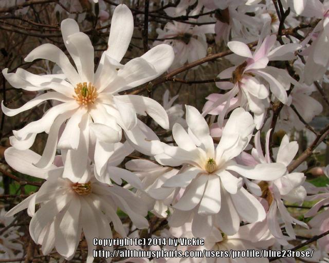 Photo of Star Magnolia (Magnolia stellata 'Royal Star') uploaded by blue23rose