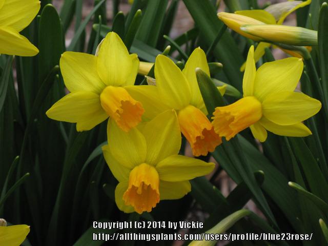 Photo of Cyclamineus Daffodil (Narcissus 'Jetfire') uploaded by blue23rose