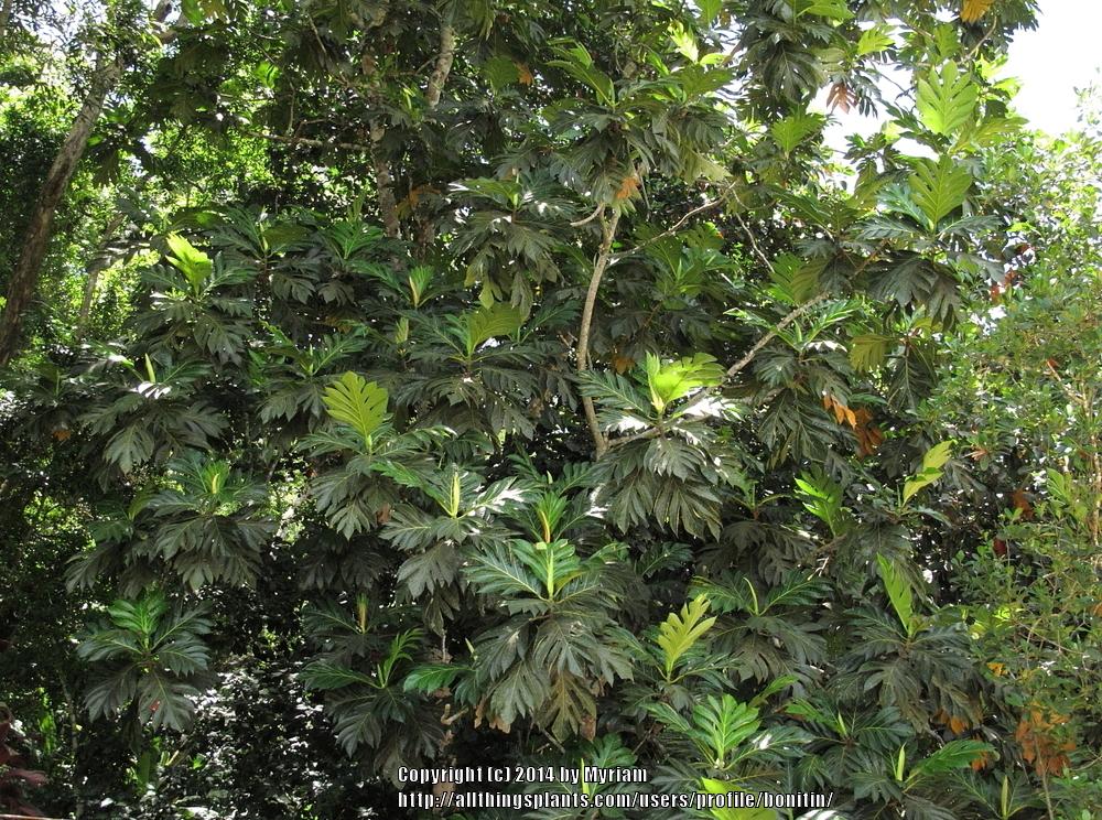 Photo of Breadfruit (Artocarpus altilis) uploaded by bonitin