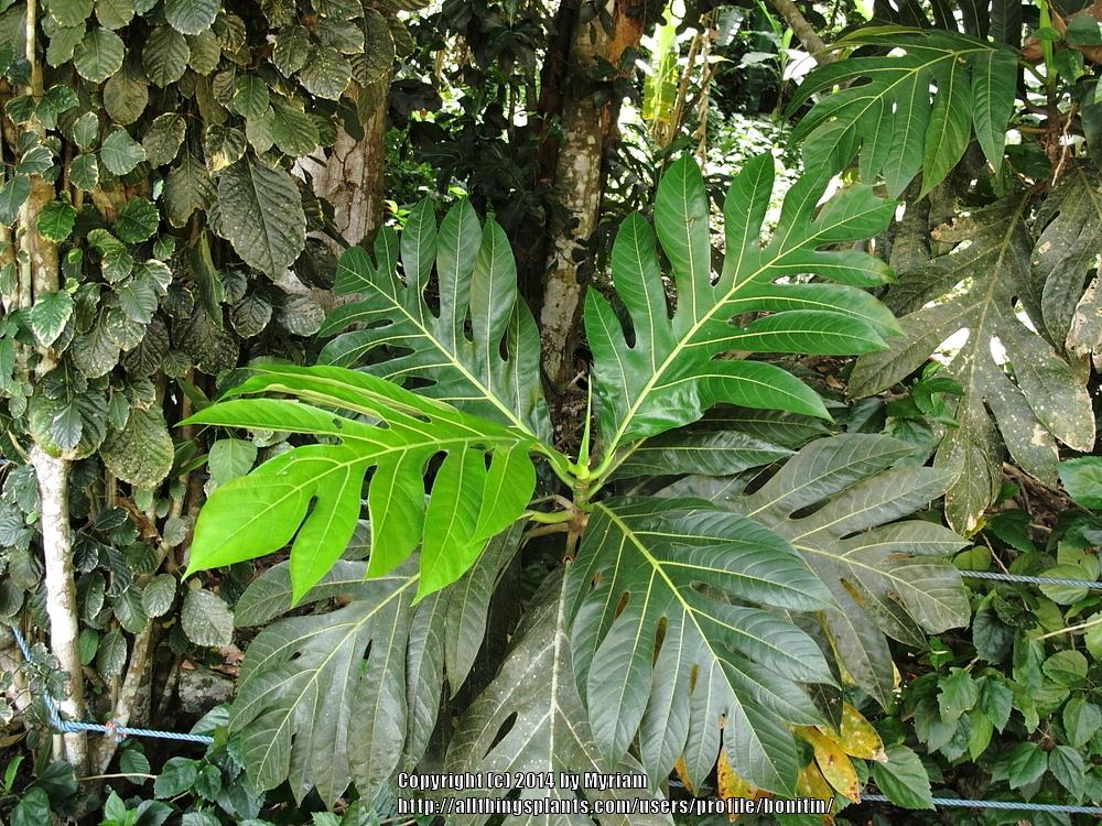 Photo of Breadfruit (Artocarpus altilis) uploaded by bonitin