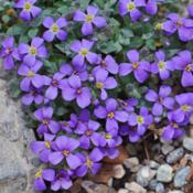 purchased as Aubrieta canescens subsp. canescens