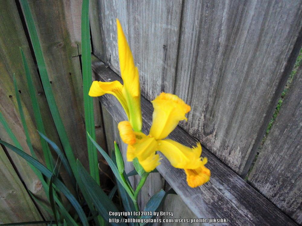 Photo of Yellow Flag (Iris pseudacorus) uploaded by piksihk