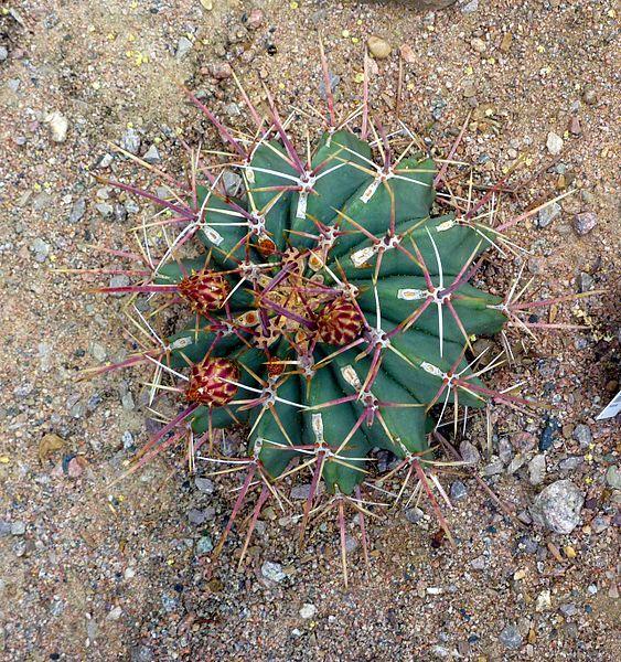 Photo of Coville's Cactus (Ferocactus emoryi) uploaded by robertduval14