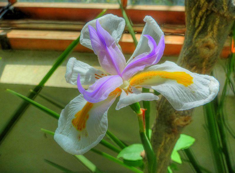 Photo of Butterfly Iris (Dietes grandiflora) uploaded by robertduval14