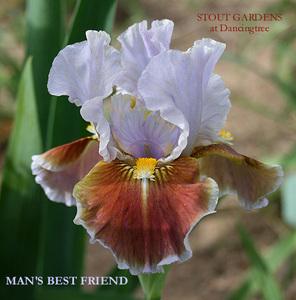 Photo of Intermediate Bearded Iris (Iris 'Man's Best Friend') uploaded by Calif_Sue