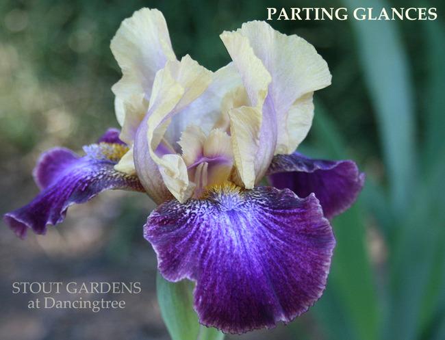 Photo of Intermediate Bearded Iris (Iris 'Parting Glances') uploaded by Calif_Sue