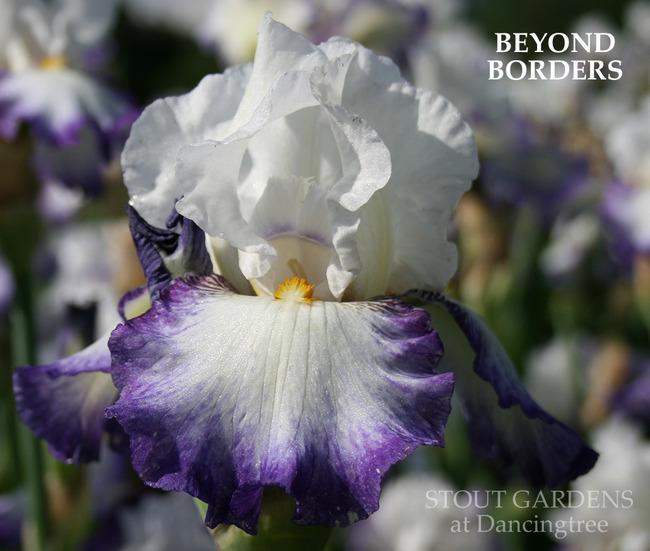 Photo of Tall Bearded Iris (Iris 'Beyond Borders') uploaded by Calif_Sue
